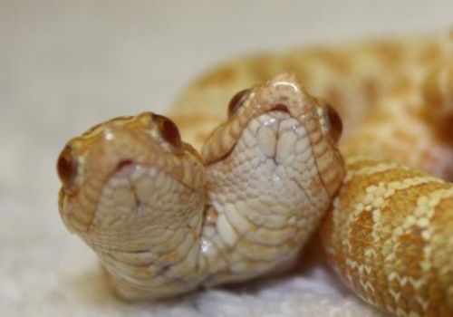 Böyle koleksiyon görülmedi