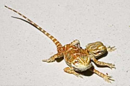 Böyle koleksiyon görülmedi