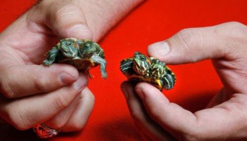 Böyle koleksiyon görülmedi