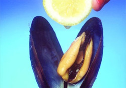 Hamilelere midye yasak