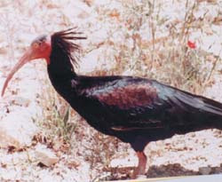Kelaynaklar irtibatı kopardı