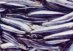 Karadeniz'de 600 bin ton hamsi avlandı
