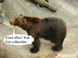 Bal çalan ayı hüküm giydi