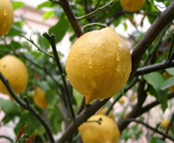 Mart ayı zam şampiyonu limon oldu