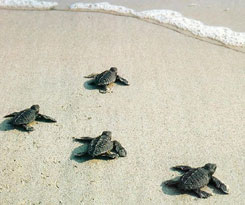 29 bin caretta denize ulaştı