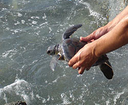 2 bin caretta caretta evlat edinildi