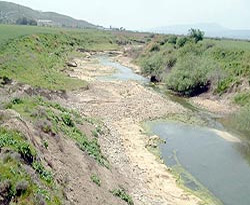Asi Nehri su bekliyor