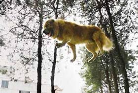 Cambaz köpekten gösteri