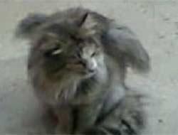 Kanatlı kedi ortaya çıktı