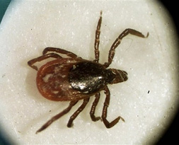 Eğer kene ısırırsa ne yapmalıyız?