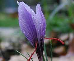 Alkol metreyi şaşırtan bitkiye hücum 