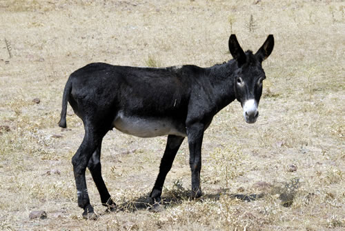 Eşek fiyatları arttı 