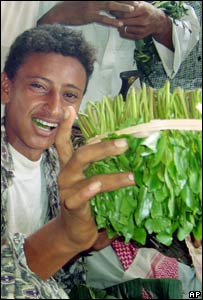 Yemenlilerin vazgeçemediği bitki