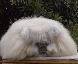 Angora kazağın ham maddesi!