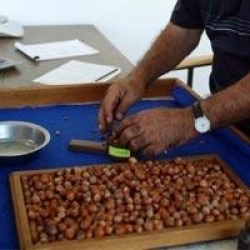 Fındık alımı başladı