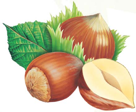 Fındık kapsülü organik gübre oldu 