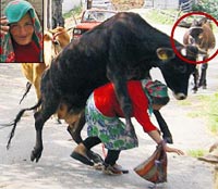 İnek saldırdı, eşek güldü!