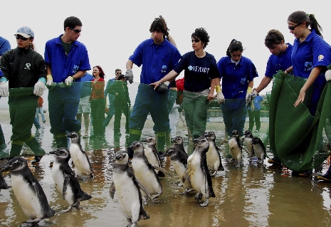 Şaşkın penguenler Rio plajına çıktı
