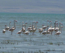 Flamingoların 'Göç' yolculuğu başladı