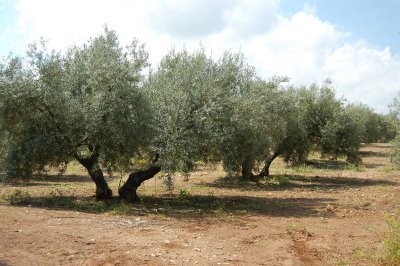 İsrail Filistinliler'in ağaçlarını kesiyor