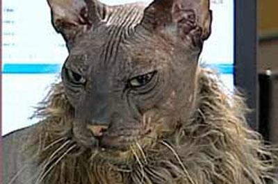 İşte dünyanın en çirkin kedisi 