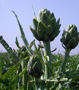 Karaciğerin dostu Enginar