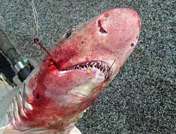 Çanakkale'de 5 metrelik köpek balığı 