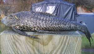 Tropikal balığı soğuk sularda yakaladı