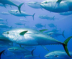 Ton balığının kaç yıllık ömrü kaldı? 