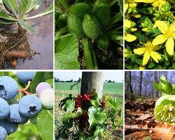 İbn-i Sina'dan şifalı bitkiler