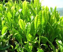 Yaş çay alım fiyatları açıklandı 