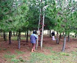 Çam kese böcekleri ağaçları istila ediyor  