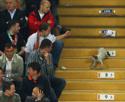 İtalyanlar maçı bırakıp kediyi tartıştı