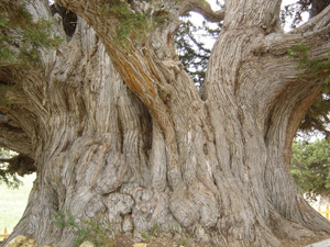 1000 yaşındaki ağaç büyük ilgi görüyor 