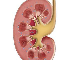Sahibinden satılık az kullanılmış böbrek