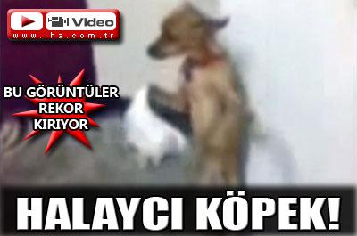 Halay çeken köpek