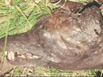 Vampir köpek dehşeti