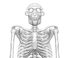 Ardi iskeleti Darwin teorisini resmen çürüttü