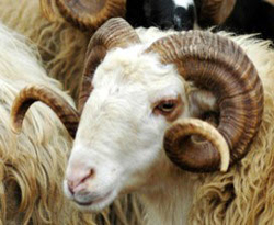 Başkentte kurban satış ve kesim yerleri