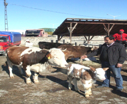 Kurbanlık seçimi bilinçli yapılmalı  