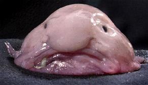 Damla balığının nesli tükeniyor