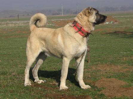 Sivas'ta Kangal köpekleri yarıştı Sivas'ta Kangal köpekleri yarıştı