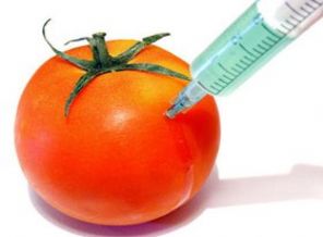 Ve o domatesler Türkiye'ye geliyor!