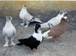 Mardin'de süs güvercinleri yarıştı
