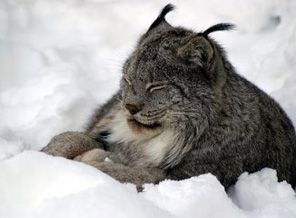 Nesli tehlikede olan türlerin ihracatı
