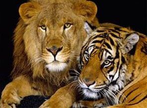 Kaplan yan kefesteki aslanı öldürdü