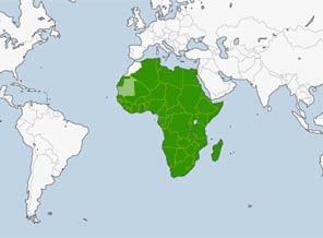 Afrika Birliği, Libya'da demokrasi istedi