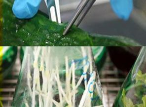 Salatalıkta ölümcül bakteri bulundu