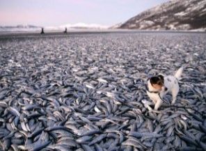 Norveç’te ne oluyor?