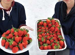 Mamak Çöplüğü mü, çilek tarlası mı?